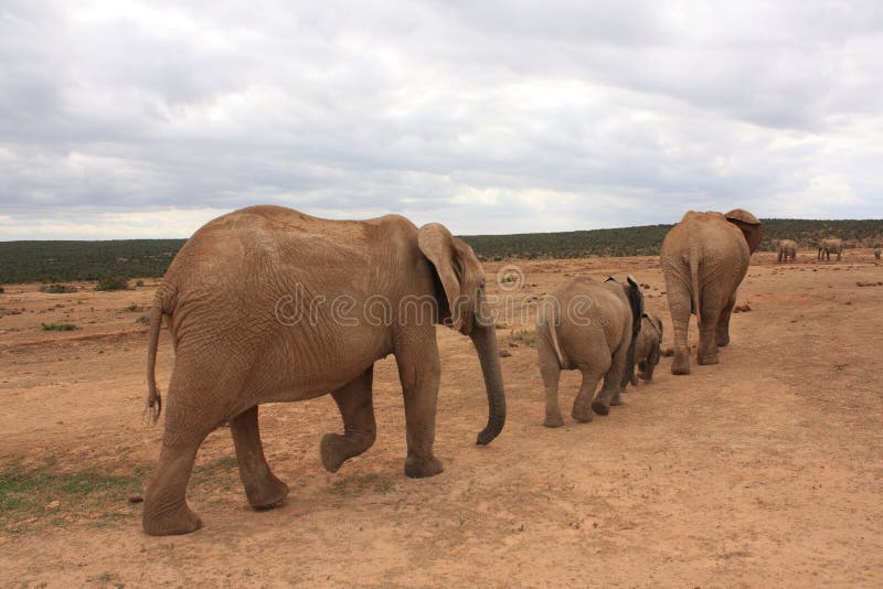 A few elephants going to get a drink from a local waterhole. A few elephants going to get a drink from a local waterhole