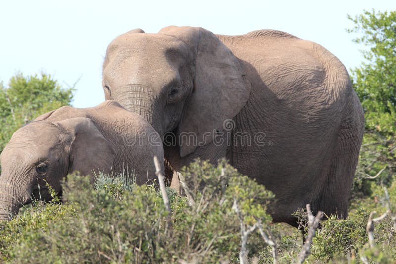 Two Elephants in addo elephant park. Two Elephants in addo elephant park