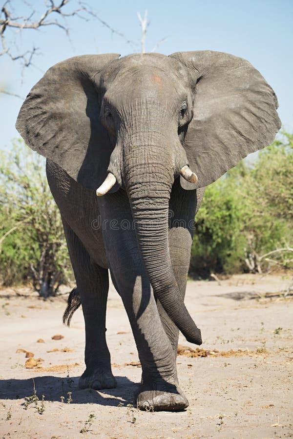 Elefantes africanos, africana de Loxodon, no parque nacional de Chobe, Botswana imagens de stock Elefantes africanos, africana de Loxodon, no parque nacional de Chobe, Botswana imagens de stock