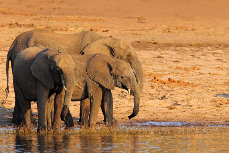 Elefantes africanos que bebem em um waterhole que levanta seus troncos, parque nacional de Chobe, Botswana, África fotos de stock royalty free Elefantes africanos que bebem em um waterhole que levanta seus troncos, parque nacional de Chobe, Botswana, África fotos de stock royalty free