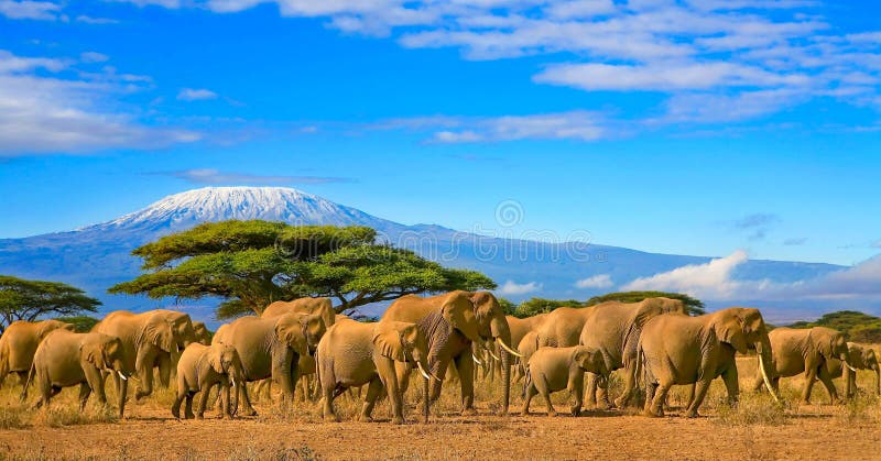 Elefantes africanos Safari Kenya de Kilimanjaro Tanzania