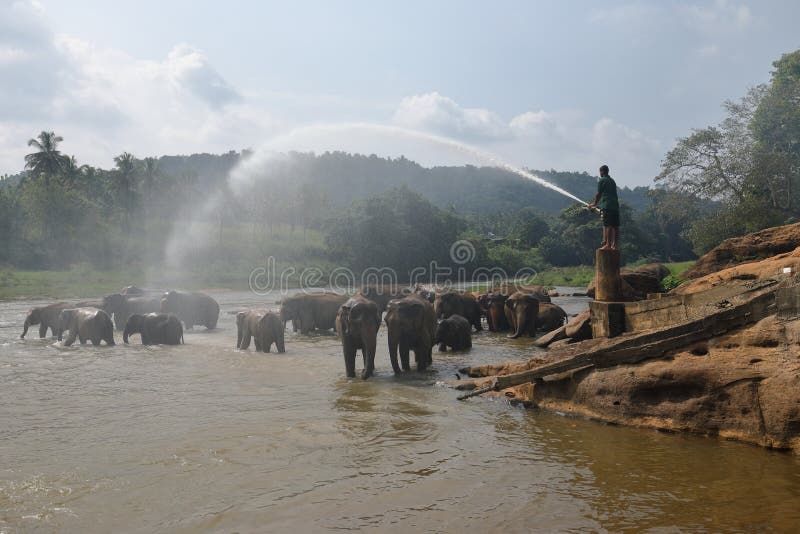 Elefantes asiáticos que se bañan en el río de Pinnawala en Sri Lanka foto de archivo Elefantes asiáticos que se bañan en el río de Pinnawala en Sri Lanka foto de archivo