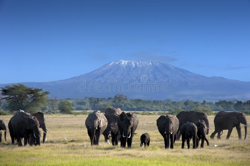 Elefantes no Parque Nacional do Kilimanjaro imagem de stock