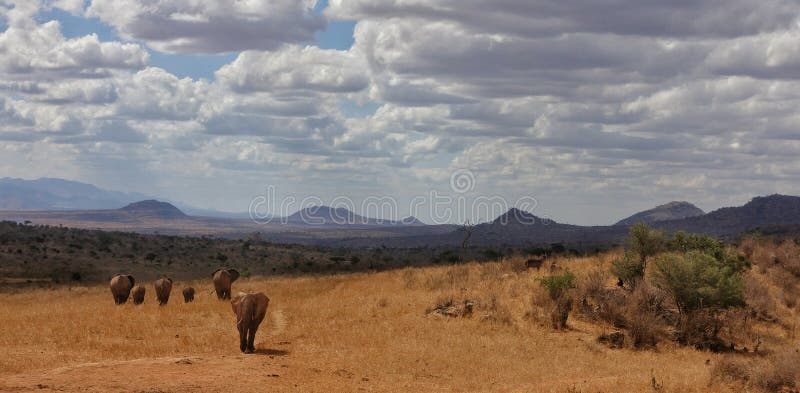 Elefantes no savana africano do parque nacional ocidental Kenya África de Tsavo fotos de stock royalty free Elefantes no savana africano do parque nacional ocidental Kenya África de Tsavo fotos de stock royalty free
