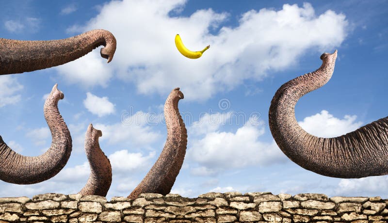Elefantes que cogen un plátano