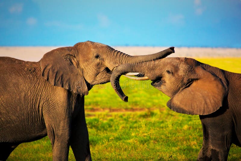 Elefantes que jogam no savanna. Safari em Amboseli, Kenya, África foto de stock Elefantes que jogam no savanna. Safari em Amboseli, Kenya, África foto de stock