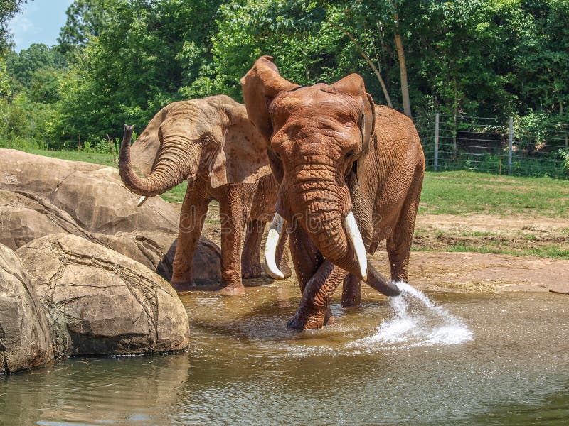 Elefantes vermelhos africanos na água de pulverização do jardim zoológico de Asheboro a refrigerar fora imagem de stock Elefantes vermelhos africanos na água de pulverização do jardim zoológico de Asheboro a refrigerar fora imagem de stock