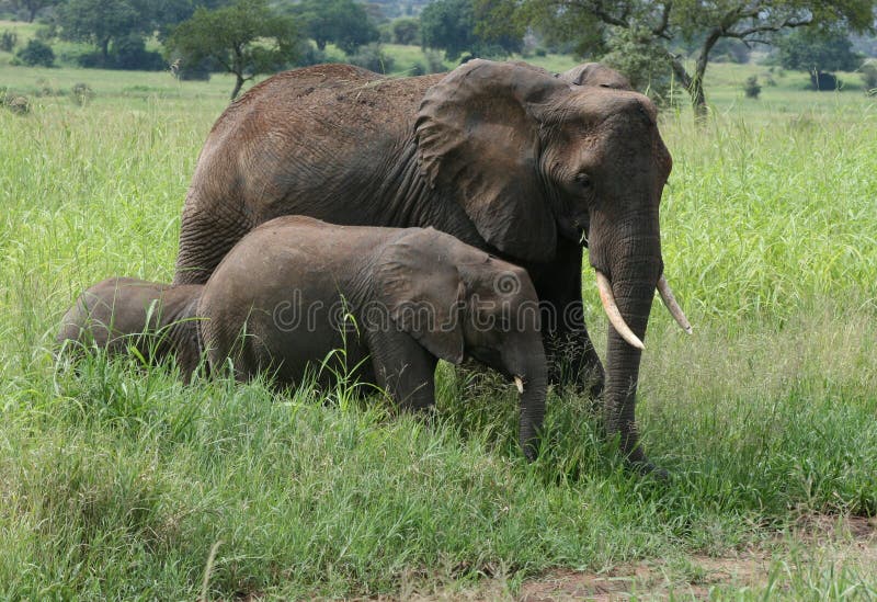 Elefantfamilie Afrika-Tanzania lizenzfreies stockfoto Elefantfamilie Afrika-Tanzania lizenzfreies stockfoto