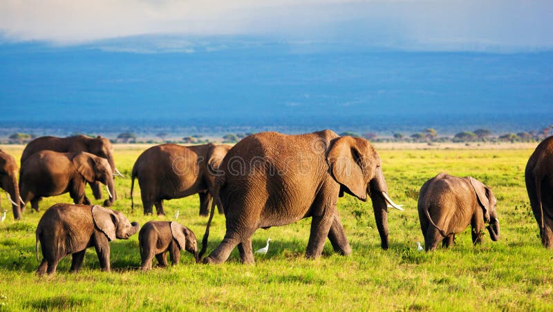 Elefantfamilj på savanna. Safari i Amboseli, Kenya, Afrika
