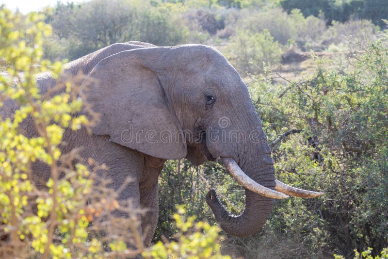Elefanti in Addo Elephant National Park Port Elizabeth - nel Sudafrica fotografia stock Elefanti in Addo Elephant National Park Port Elizabeth - nel Sudafrica fotografia stock