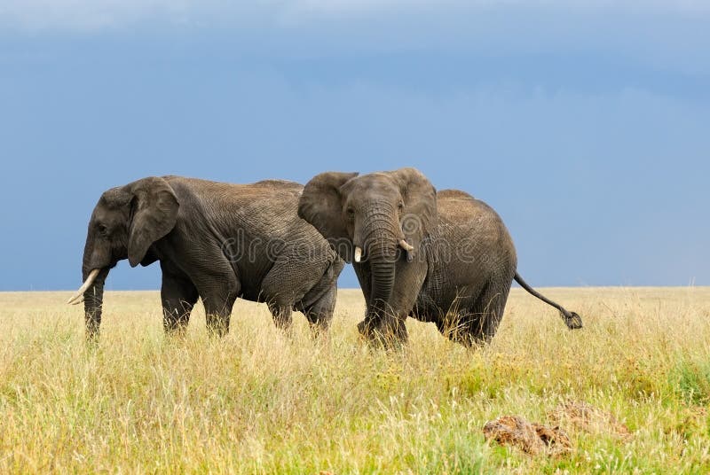 Elefanti africani immagine stock libera da diritti