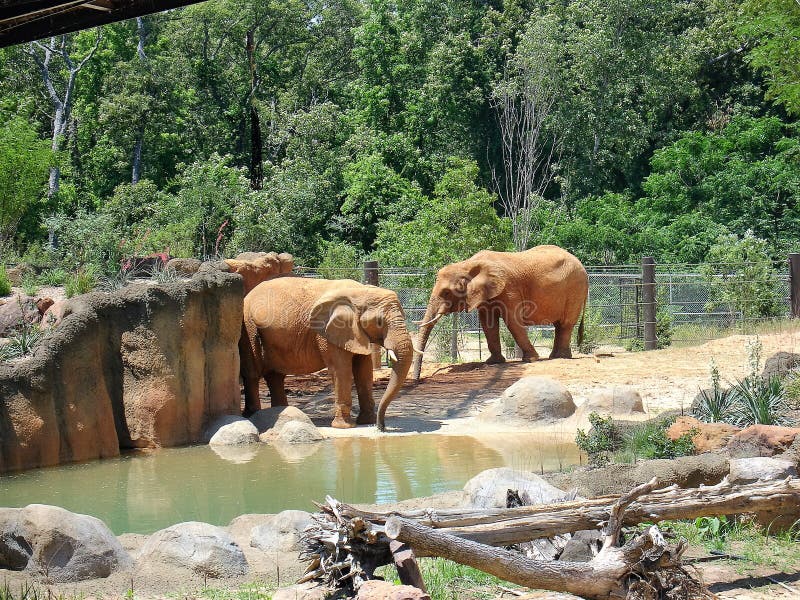 Elefanti allo zoo immagine stock Elefanti allo zoo immagine stock