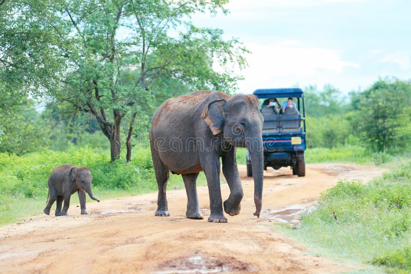 Elefanti stupefacenti. Udawalawe, Sri Lanka - 15 dicembre 2017: Gli elefanti stanno passando dalla parte anteriore del gruppo turistico nel parco nazionale di Udawalawe - Sri Lanka il 15 dicembre 2017