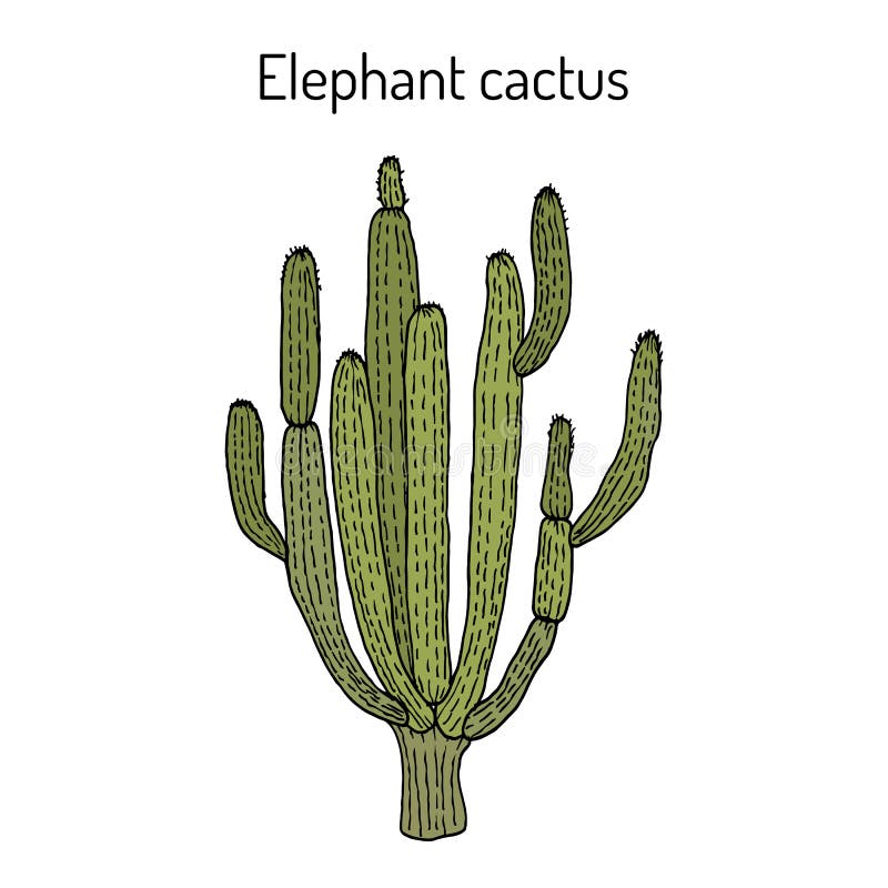 ElefantkaktusPachycereus pringlei, medicinalväxt vektor illustrationer ElefantkaktusPachycereus pringlei, medicinalväxt vektor illustrationer