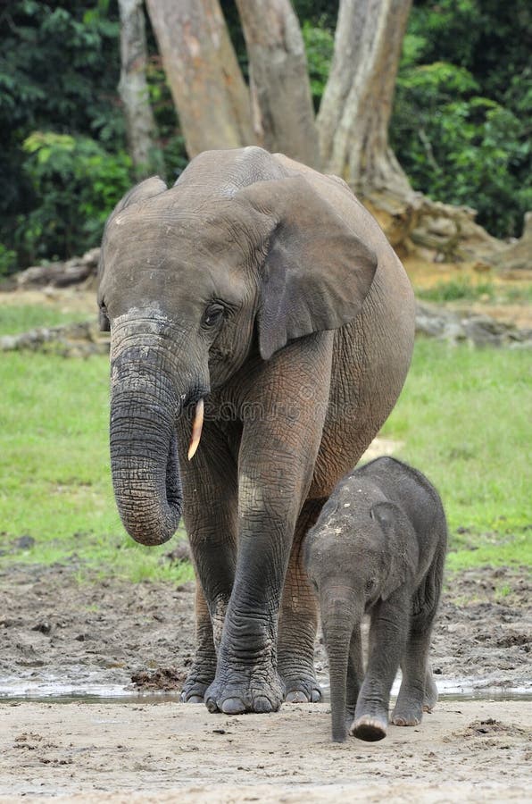Elefantkalven matas med mjölkar av en elefantko den afrikanska Forest Elephant, Loxodontaafricanacyclotis På den Dzanga salien fotografering för bildbyråer Elefantkalven matas med mjölkar av en elefantko den afrikanska Forest Elephant, Loxodontaafricanacyclotis På den Dzanga salien fotografering för bildbyråer