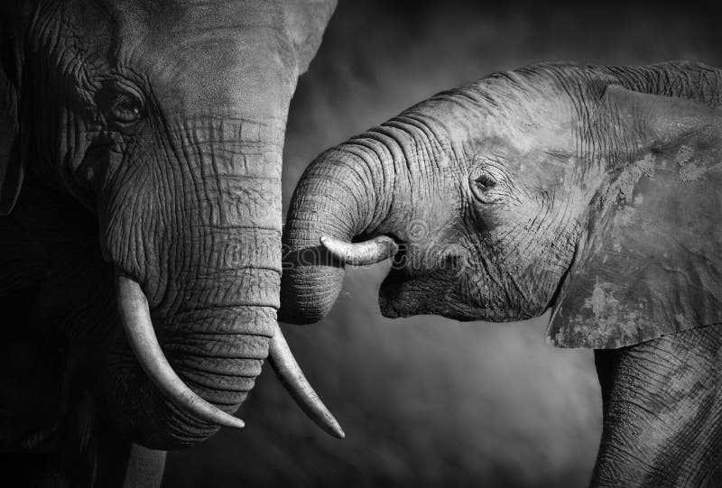 Elefantneigung (künstlerisches Aufbereiten) stockfotografie Elefantneigung (künstlerisches Aufbereiten) stockfotografie