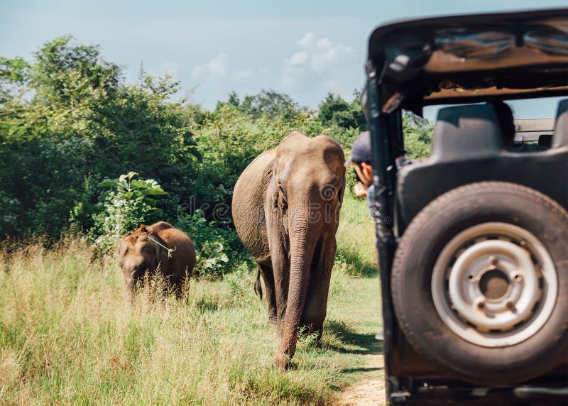 Elefants sul safari nel parco naturale nazionale Udawalawe in Sri liscio immagine stock