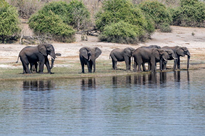 Elefants at the wetlands at the chobe river in Botswana in africa