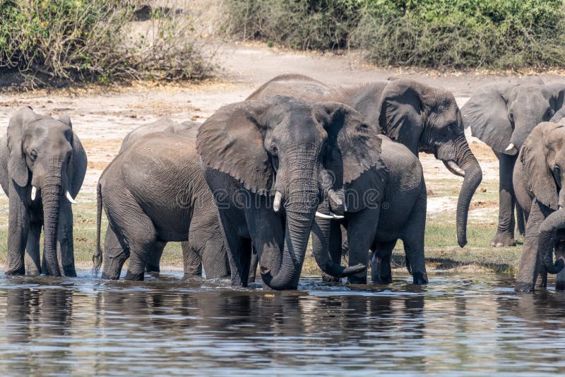 Elefants at the wetlands at the chobe river in Botswana in africa