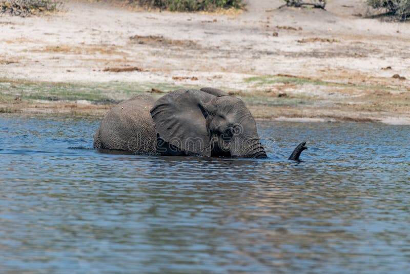 Elefants at the wetlands at the chobe river in Botswana in africa