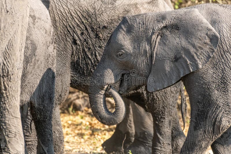 Elefants at the wetlands at the chobe river in Botswana in africa