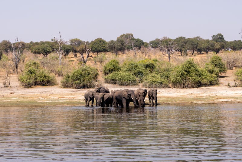 Elefants at the wetlands at the chobe river in Botswana in africa