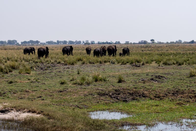 Elefants at the wetlands at the chobe river in Botswana in africa