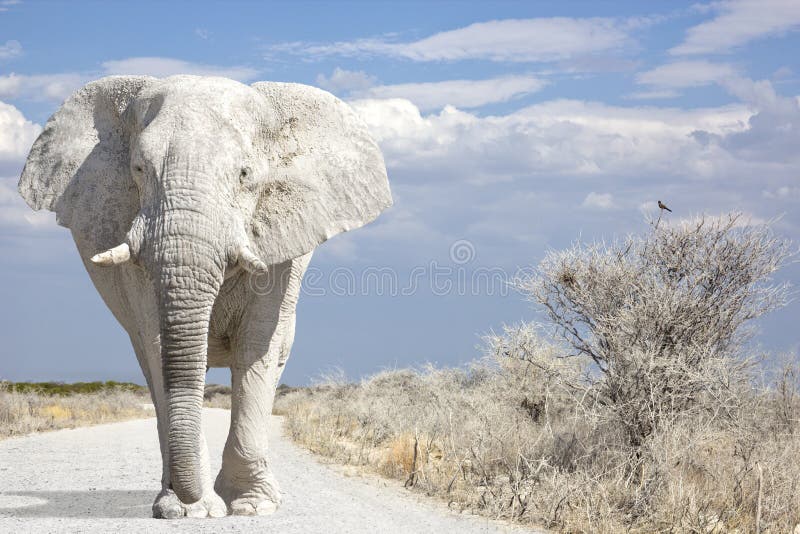 White elephant walks on road. White elephant walks on road