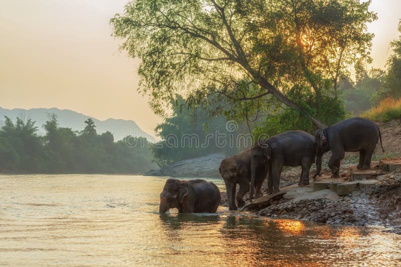 Elefanți din grupul de familii asiatice care merg pe jos în râul natural în pădurea adâncă royalty free stock photos
