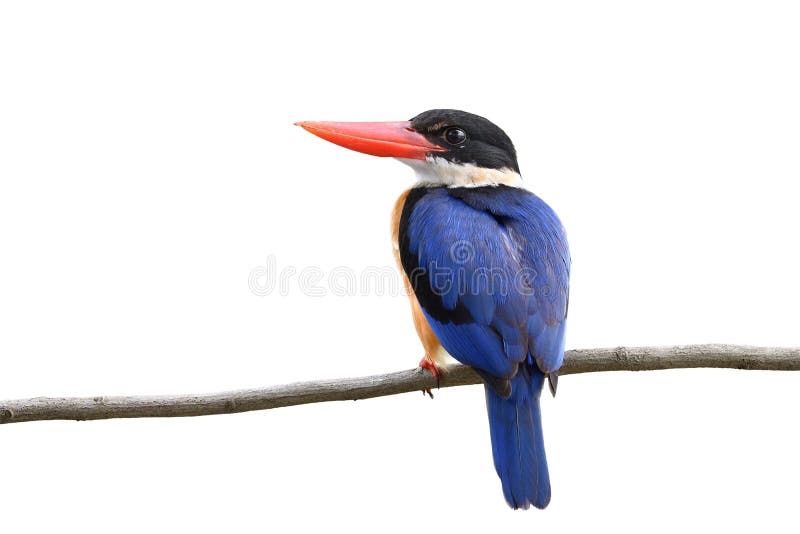 Elegance of Blue Wings Red Beaks and Black Head Bird Perching on Wooden ...
