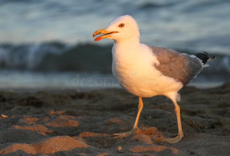Elegancki biały Seagull na brzeg plaża obrazy stock Elegancki biały Seagull na brzeg plaża obrazy stock