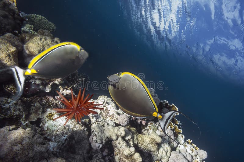 Elegancki jednorożec naso elegans w czerwonym morzu. Elegancki jednorożec naso elegans w egipcie morskim