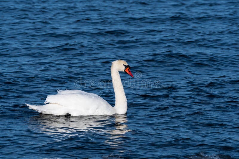 Elegancki Niemy łabędź w błękitne wody fotografia royalty free