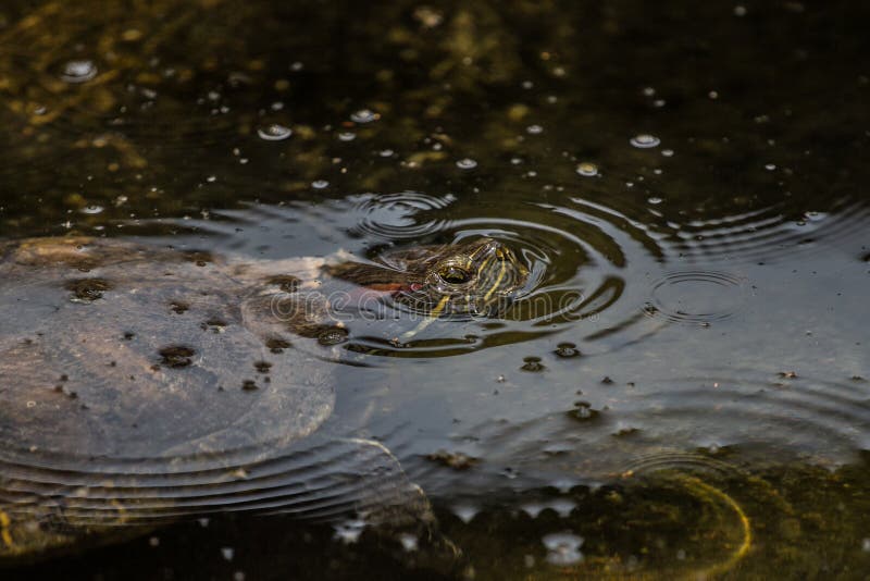 Elegans de scripta de Trachemys dans l'étang photos libres de droits Elegans de scripta de Trachemys dans l'étang photos libres de droits
