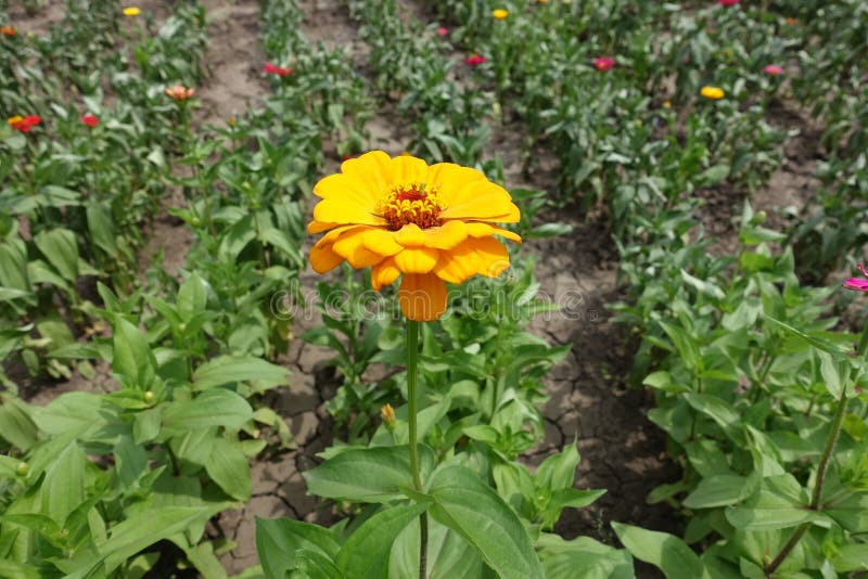 Elegans Do Zinnia Com Opinião Lateral Da Flor Amarela Foto de Stock -  Imagem de pétala, floreado: 132251934