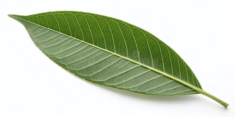 Elegant Black Outline of a Long Leaf A Minimalist Nature Design Element for Modern Print or Digital Projects stock images