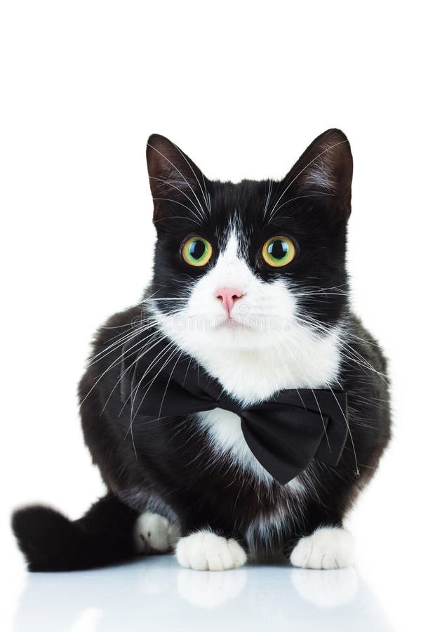 Elegant black and white cat wearing bowtie stock photos Elegant black and white cat wearing bowtie stock photos