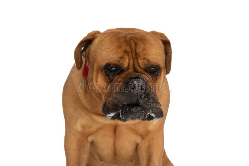 Elegant bullmastiff puppy wearing red bowtie around neck, drooling and looking down on white background in studio. Elegant bullmastiff puppy wearing red bowtie around neck, drooling and looking down on white background in studio