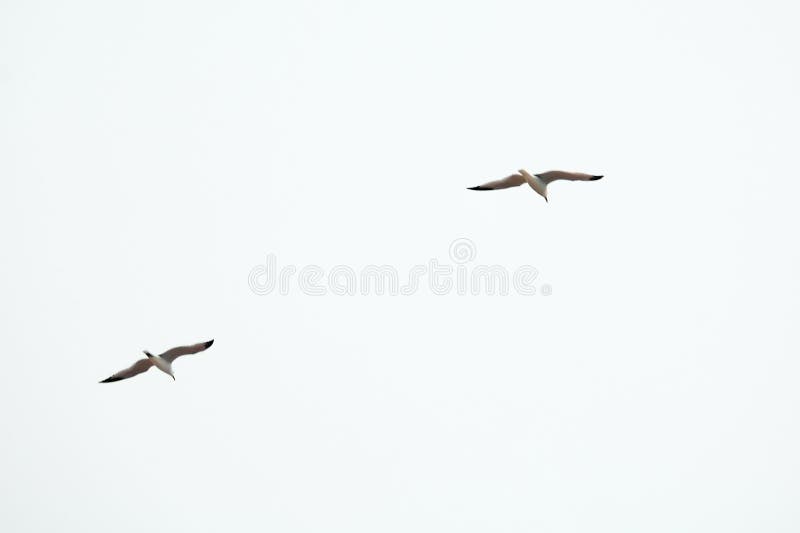 An elegant capture of two birds in mid-flight, highlighting the grace and synchrony of their movements against a clear and unobstructed sky, ideal for concepts of freedom and harmony. An elegant capture of two birds in mid-flight, highlighting the grace and synchrony of their movements against a clear and unobstructed sky, ideal for concepts of freedom and harmony.