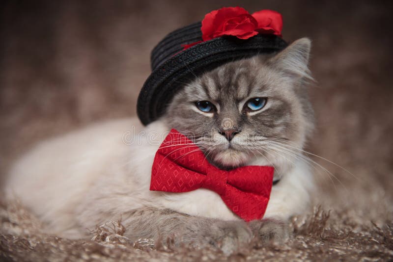 Elegant cat wears black hat and red bowtie