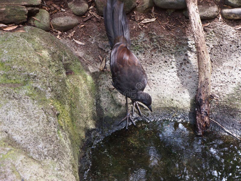 A unusual Superb Lyrebird with subtle camouflaged plumage against a natural bush background. A unusual Superb Lyrebird with subtle camouflaged plumage against a natural bush background.