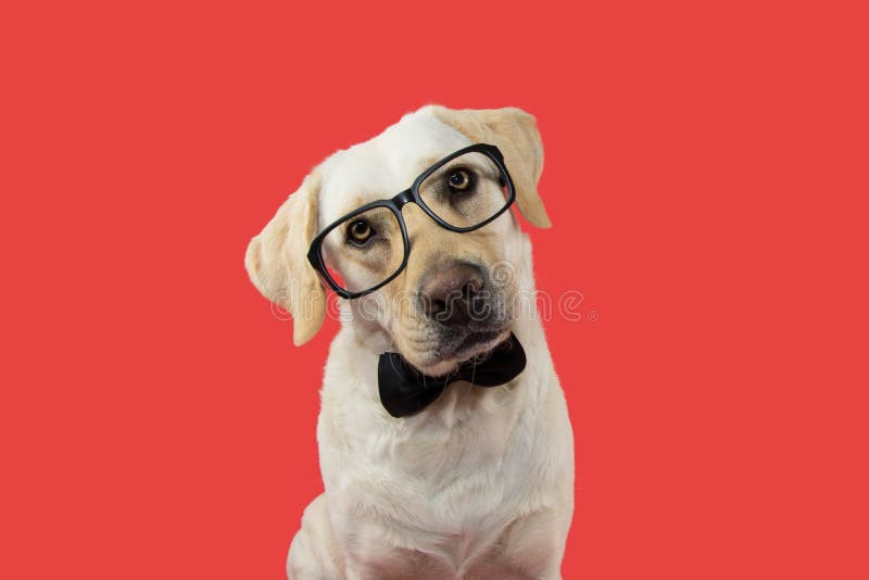 ELEGANT AND CLASSY DOG WITH GLASSES AND BLACK TIE. TILTING HEAD. ISOLATED AGAINST CORAL TREND BACKGROUND stock photo