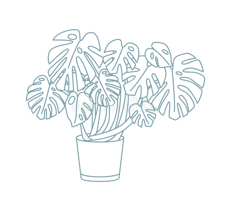 Elegant Drawing of Monstera Growing in Pot. Exotic Houseplant with ...