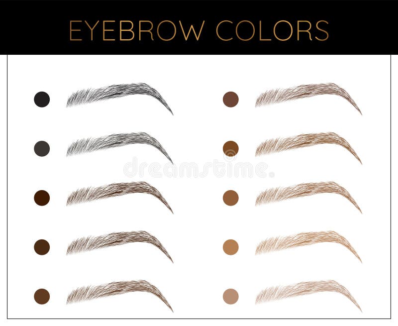 Elegant Eyebrow Colors Chart Illustration with Brow Shades Stock Vector