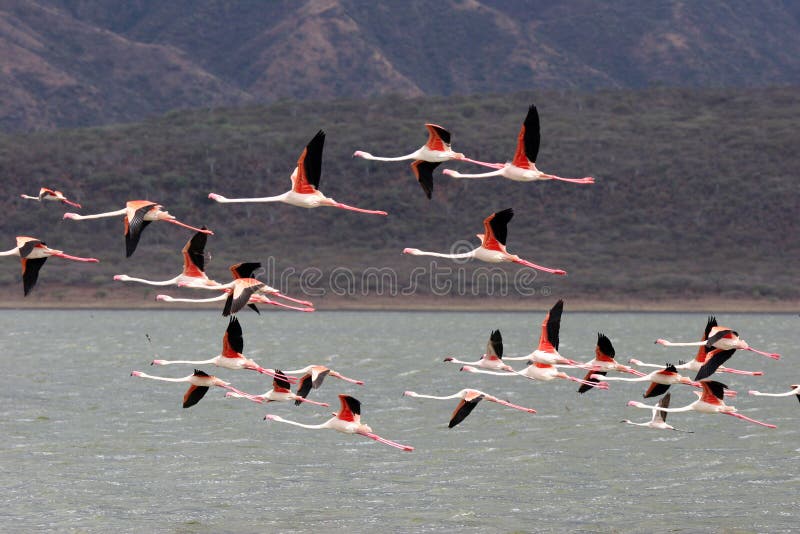 Elegant Flamingos