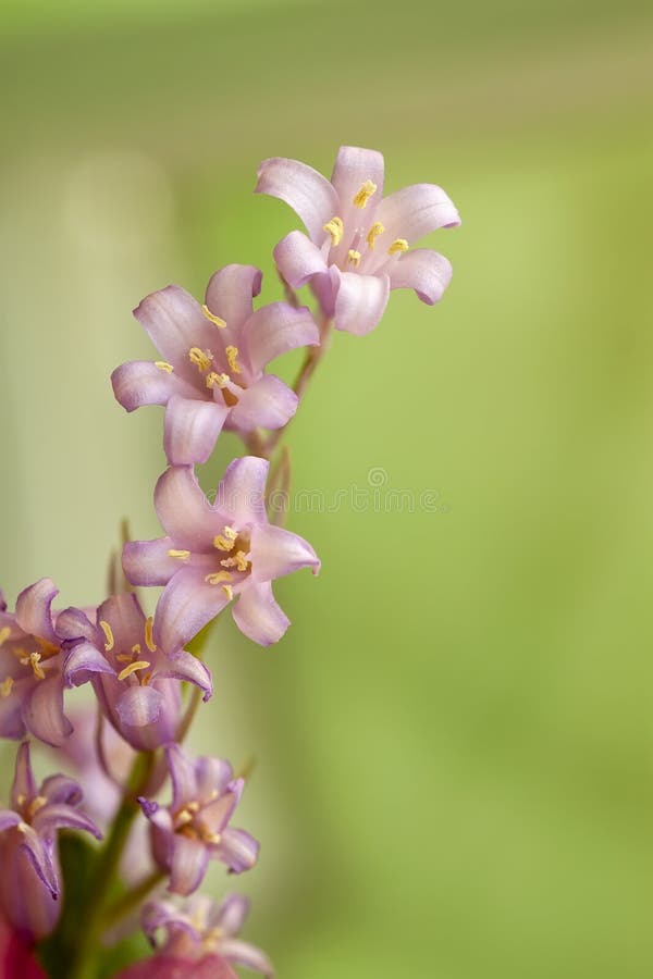 Elegant, fragile, delicate flower similar to a pink bell, atural spring vertical background stock image Elegant, fragile, delicate flower similar to a pink bell, atural spring vertical background stock image