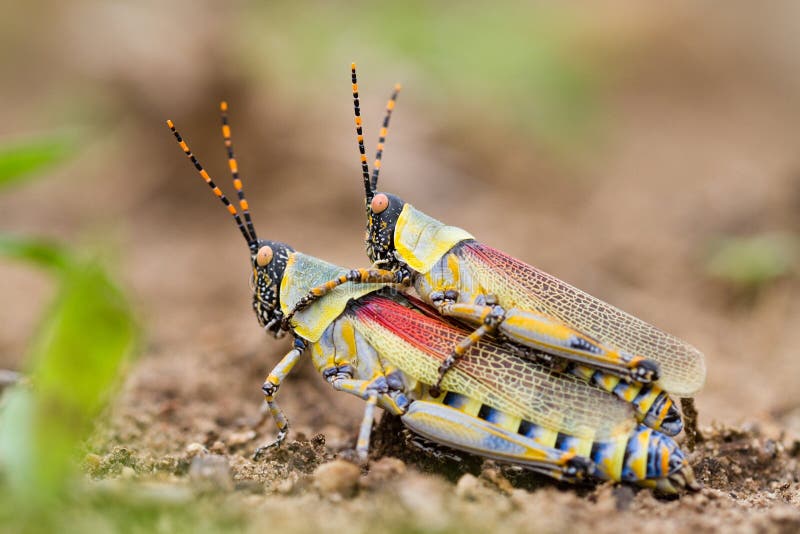 Elegant grasshoppers
