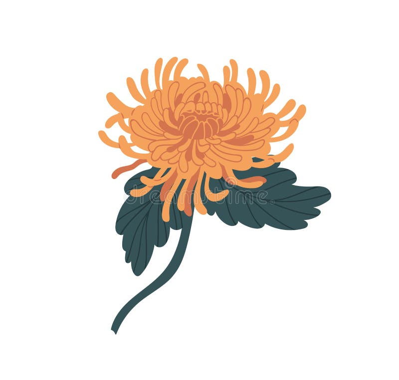 Elegant gul japanchrysanthemum med stjälk och blad. Fläckblomma med spolblad. botanisk floral royaltyfri illustrationer