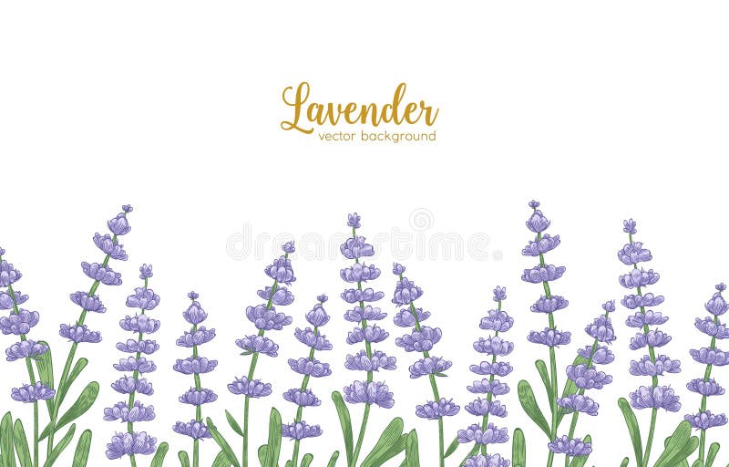 Elegant horizontal backdrop decorated by lavender flowers and green leaves. Natural background with beautiful flowering royalty free illustration Elegant horizontal backdrop decorated by lavender flowers and green leaves. Natural background with beautiful flowering royalty free illustration