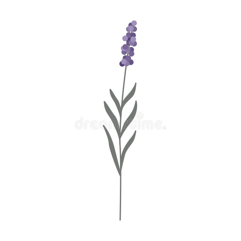 Elegant Lavender Flower in Pastel Colors Isolated on a White Background ...